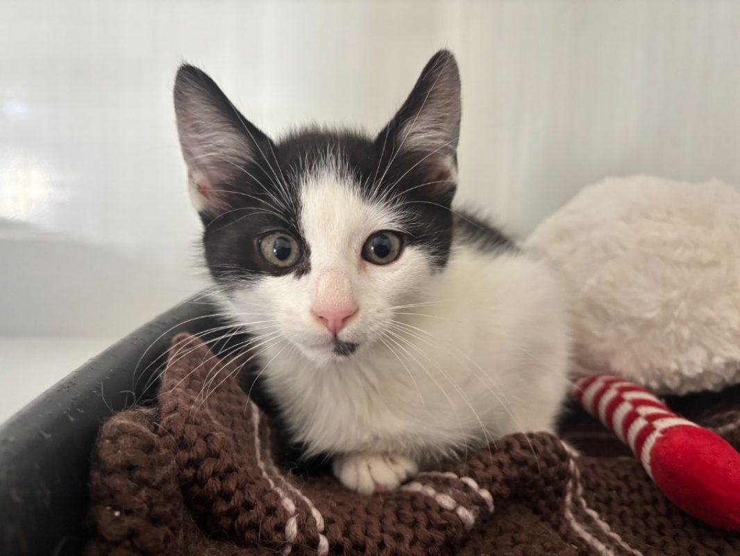 Suki - Chat Européen à adopter