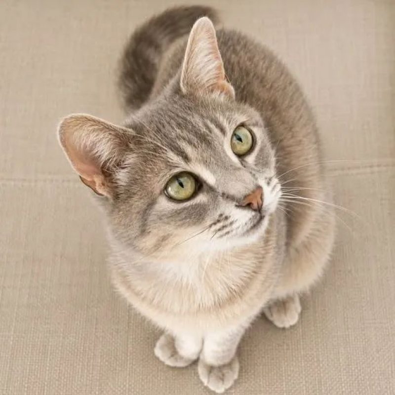 Ysis - Chat Européen à adopter - photo 2