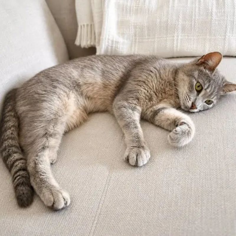 Ysis - Chat Européen à adopter - photo 3