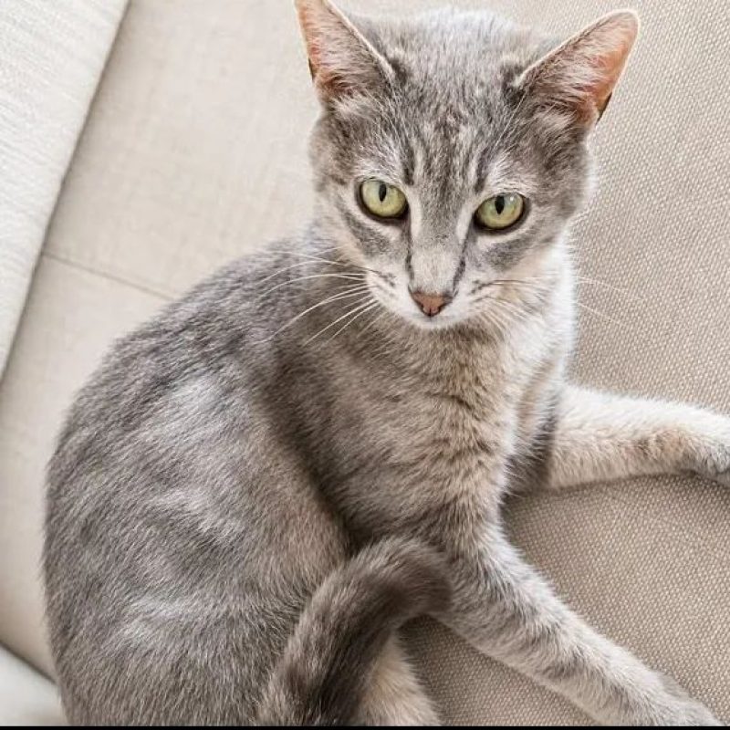 Ysis - Chat Européen à adopter