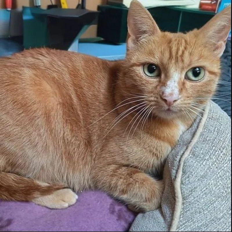 Nana - Chat Européen à adopter