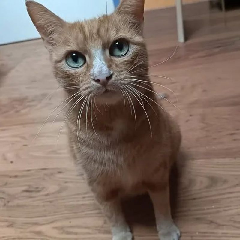 Nana - Chat Européen à adopter - photo 2