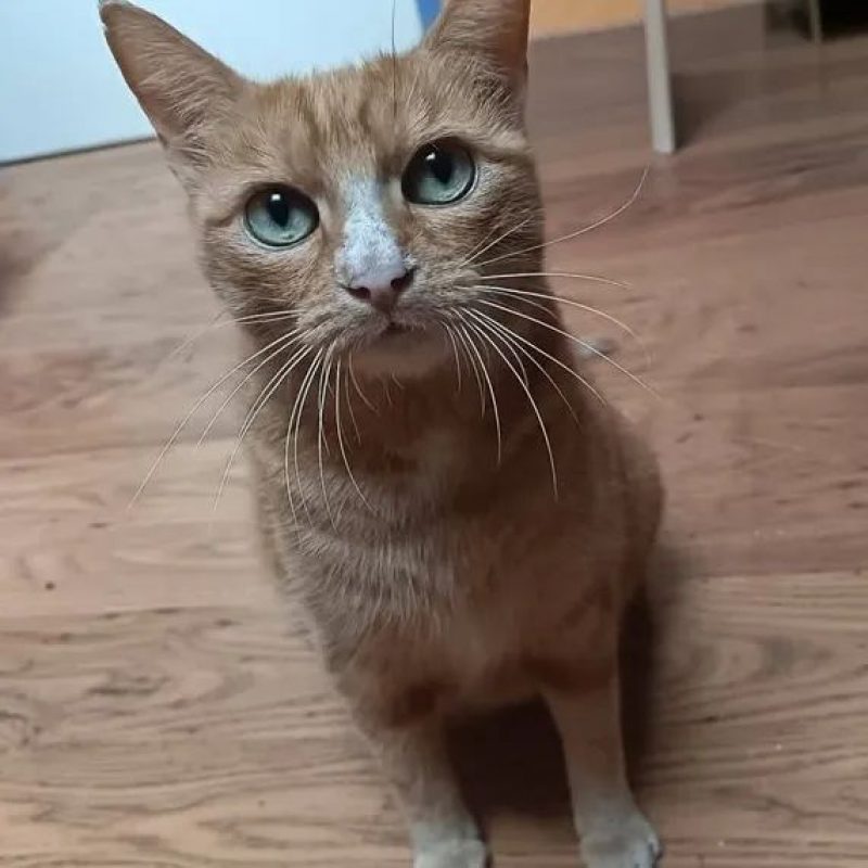 Nana - Chat Européen à adopter - photo 3