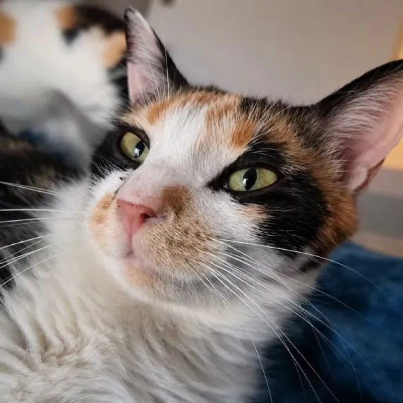 Calicotte - Chat Européen à adopter - photo 2