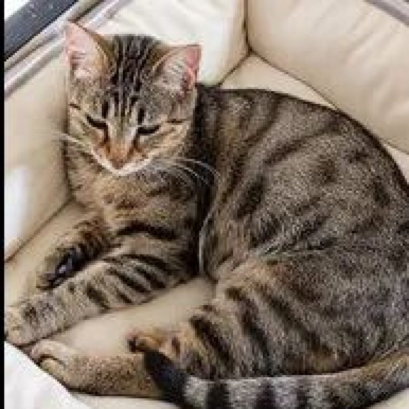 Mineta - Chat Européen à adopter - photo 2