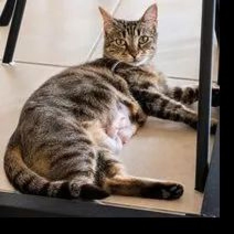 Mineta - Chat Européen à adopter - photo 3