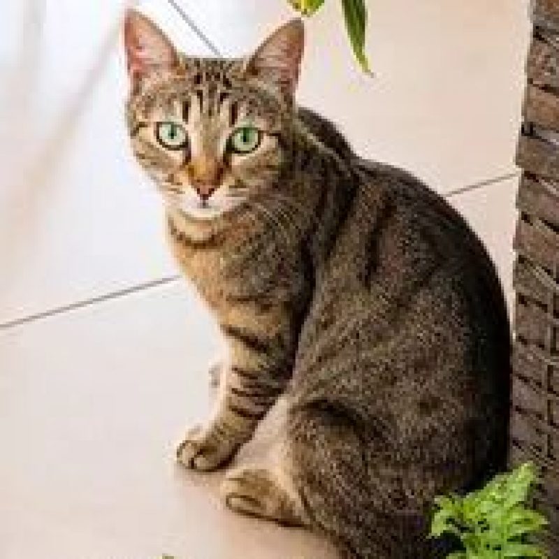 Mineta - Chat Européen à adopter