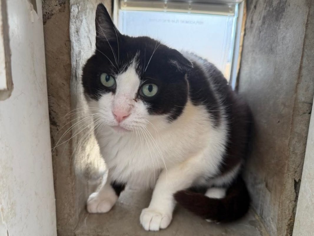 Ares - Chat Européen à adopter