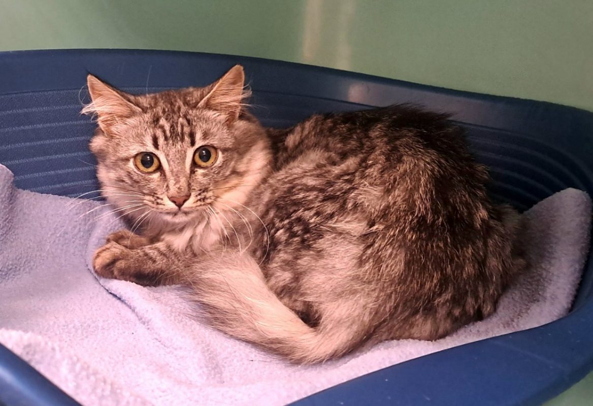 Isildur - Chat Européen à adopter