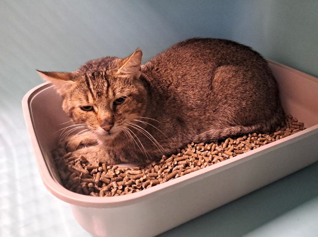 Meriadoc - Chat Européen à adopter