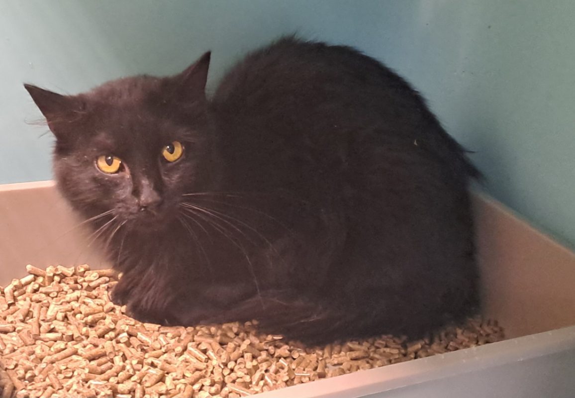 Mordor - Chat Européen à adopter
