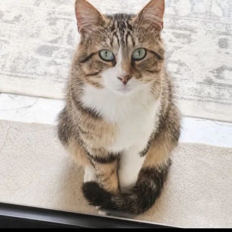 Terzo - Chat Européen à adopter