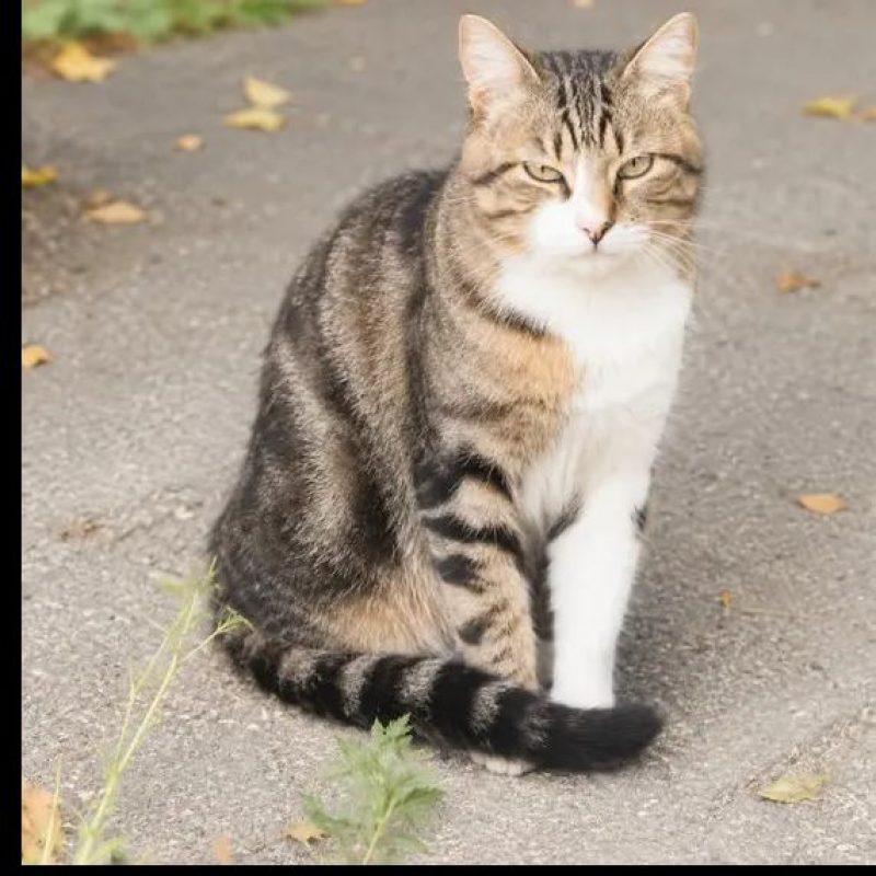 Terzo - Chat Européen à adopter - photo 3