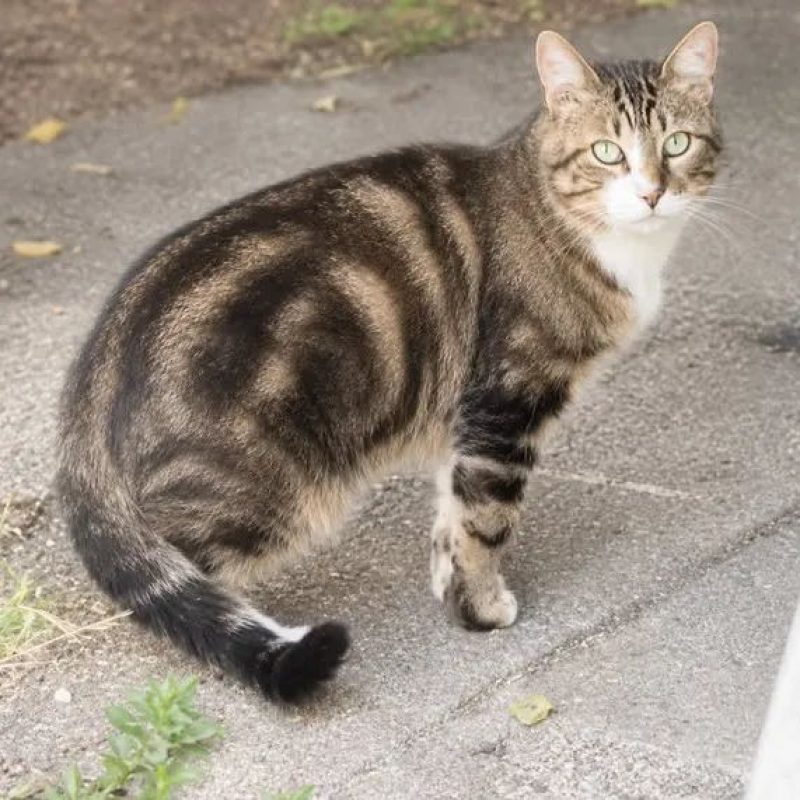Terzo - Chat Européen à adopter - photo 2