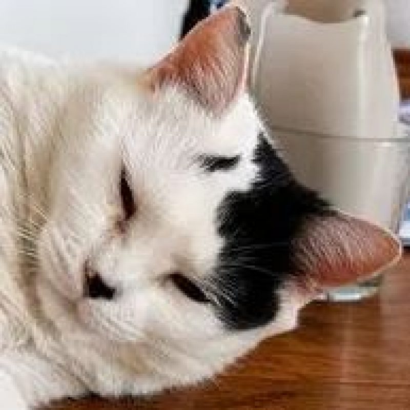 Vodka - Chat Européen à adopter - photo 3