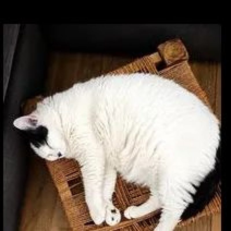 Vodka - Chat Européen à adopter - photo 2