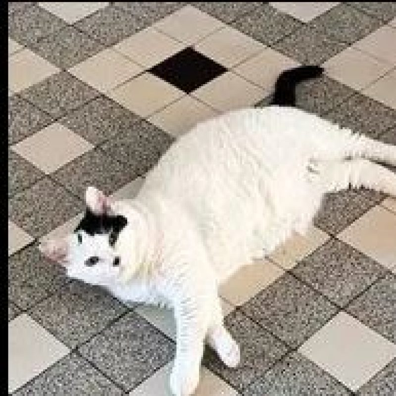 Vodka - Chat Européen à adopter