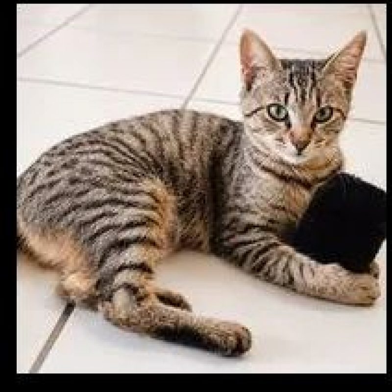 Yumi - Chat Européen à adopter