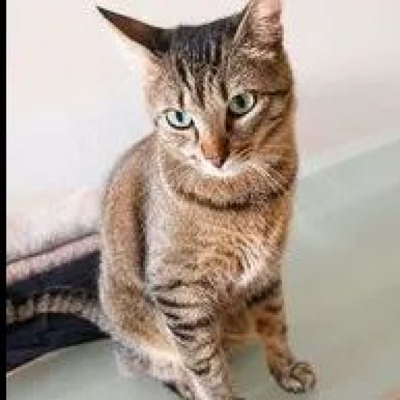 Yumi - Chat Européen à adopter - photo 2