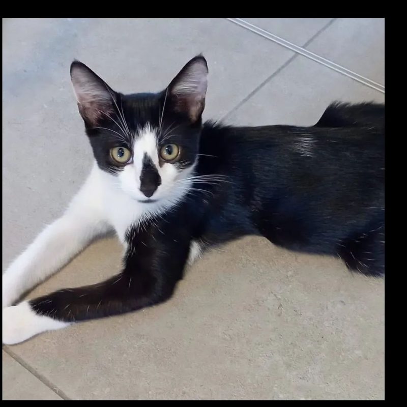 Zook - Chat Européen à adopter - photo 3