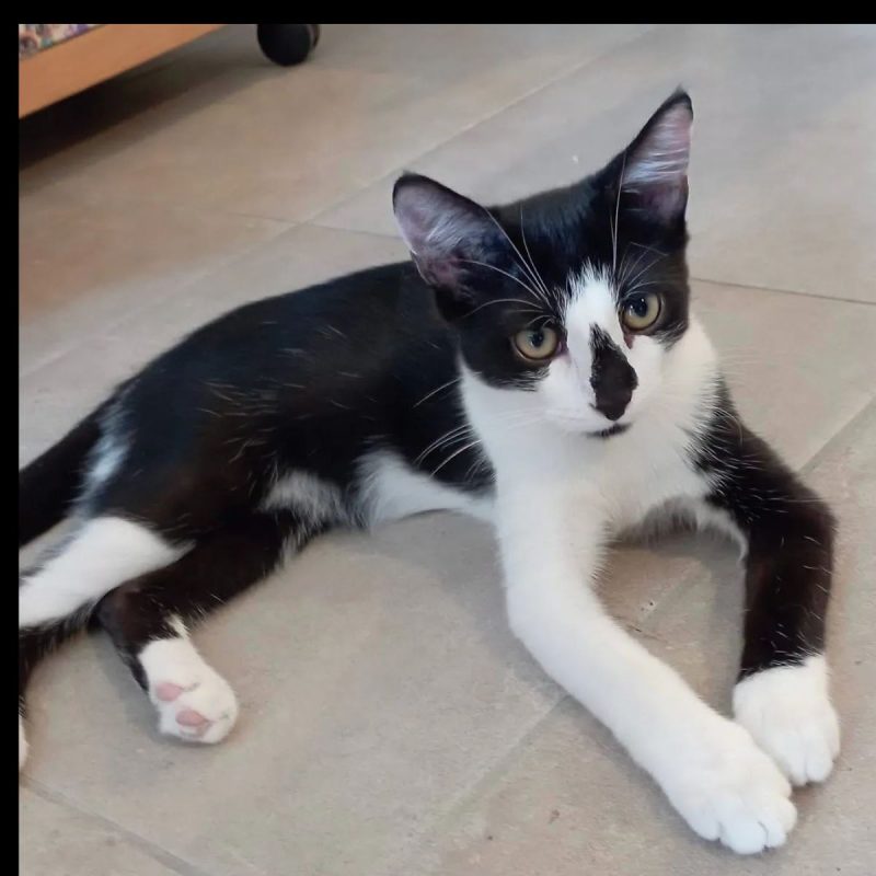 Zook - Chat Européen à adopter - photo 2