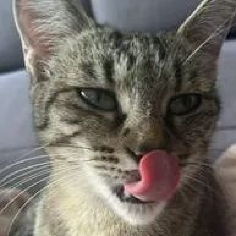 Mimiche - Chat Européen à adopter - photo 3
