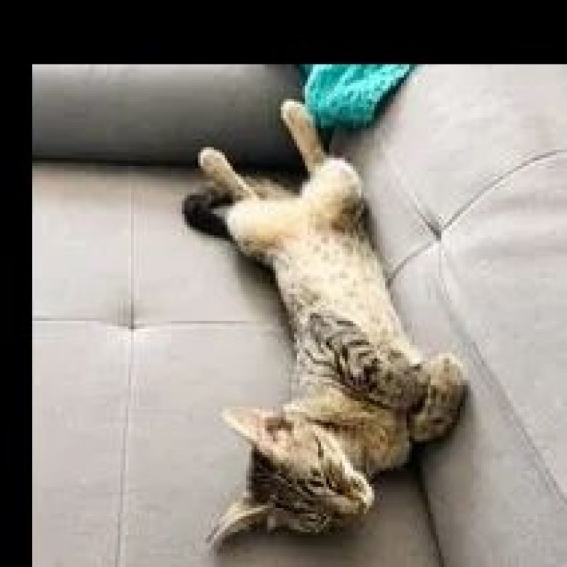 Mimiche - Chat Européen à adopter - photo 2