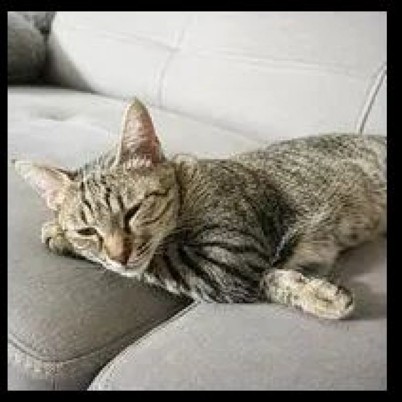 Mimiche - Chat Européen à adopter