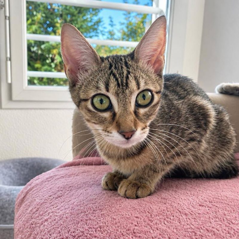 Foxi - Chat Européen à adopter