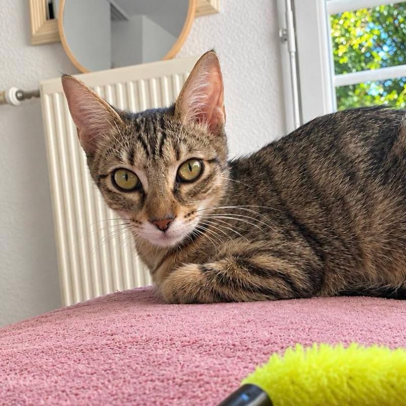 Foxi - Chat Européen à adopter - photo 2