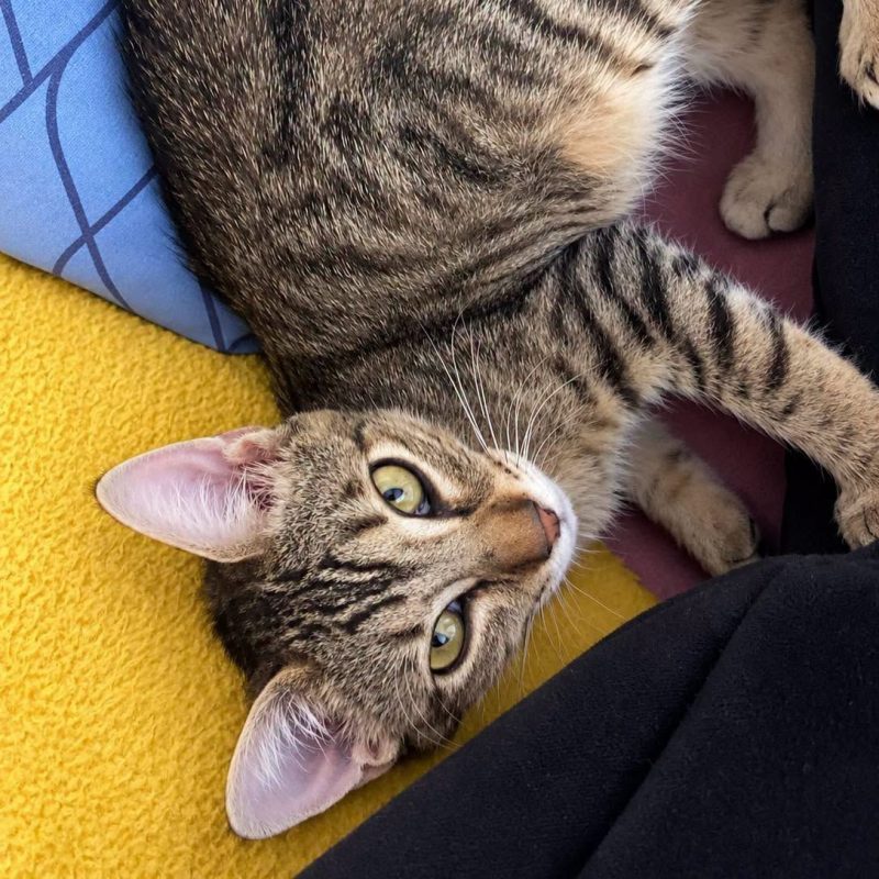 Foxi - Chat Européen à adopter - photo 3