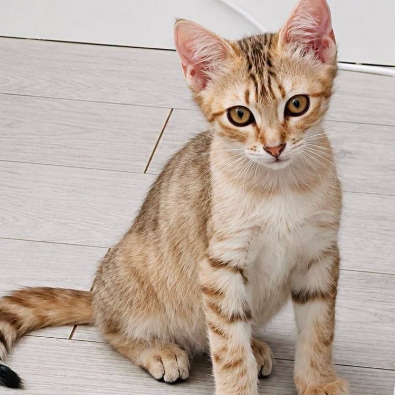 Big Up - Chat Européen à adopter - photo 2