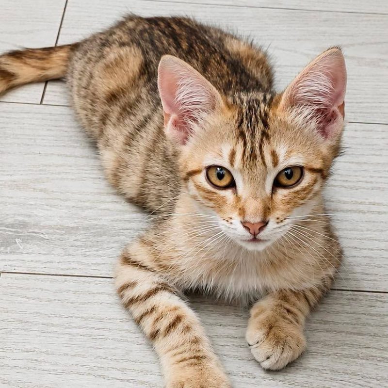 Big Up - Chat Européen à adopter - photo 3