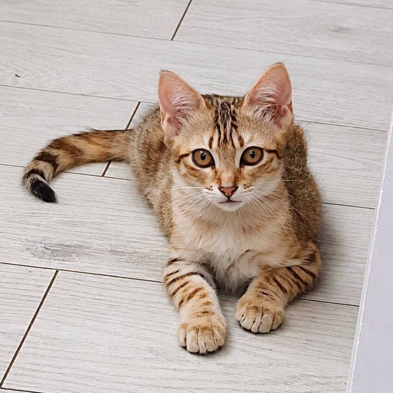 Big Up - Chat Européen à adopter