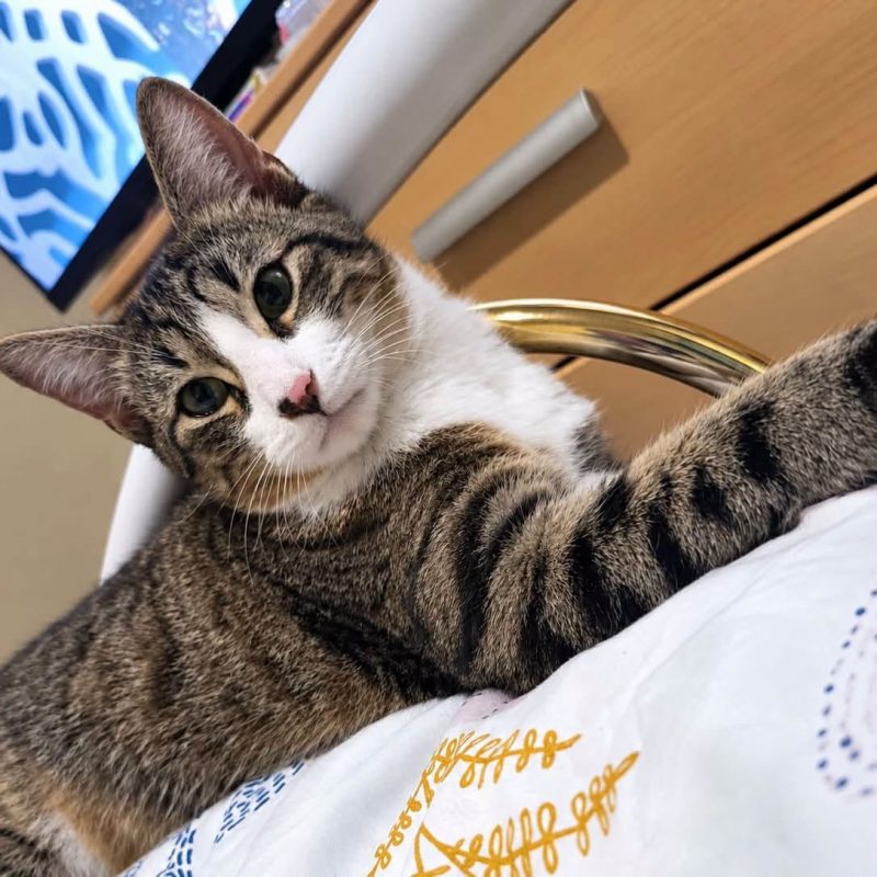 Ulysse - Chat Européen à adopter