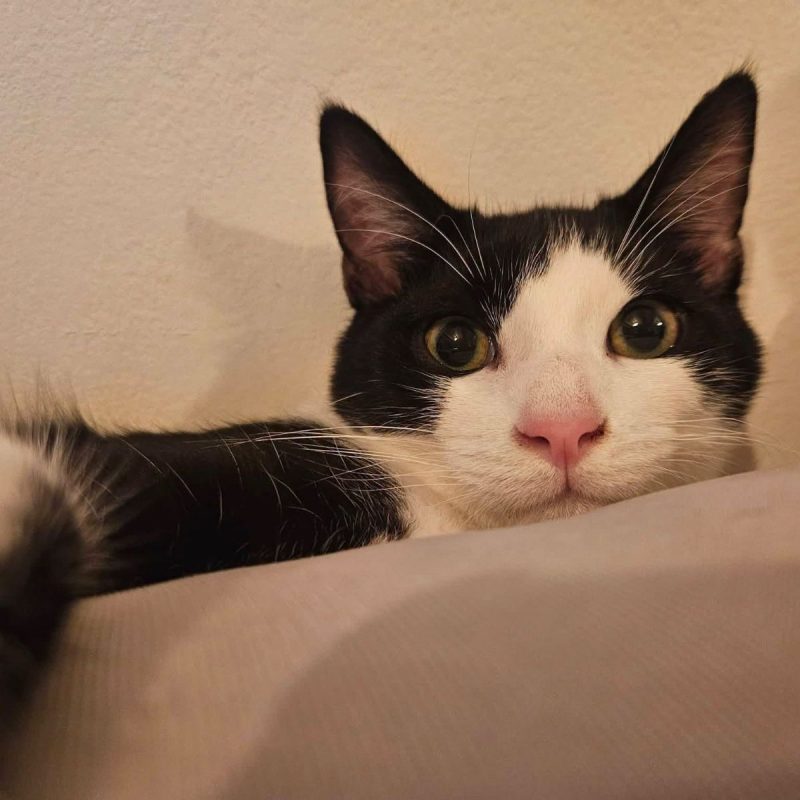 Hector - Chat Européen à adopter - photo 3