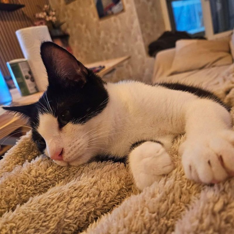 Hector - Chat Européen à adopter - photo 2