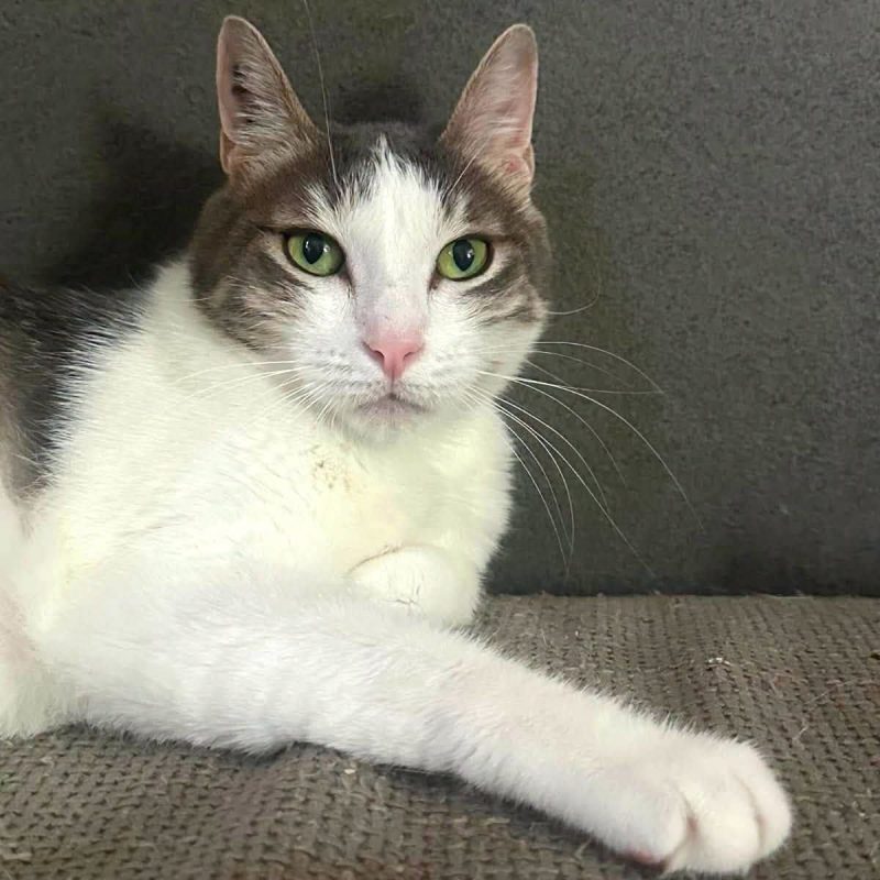 Aurore - Chat Européen à adopter