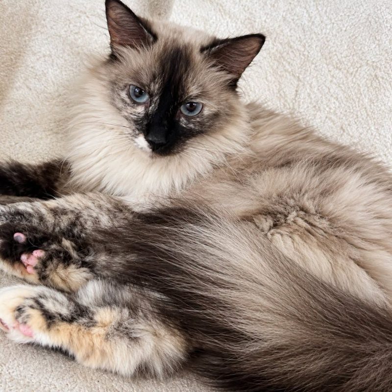 Athéna - Chat Siamois à adopter