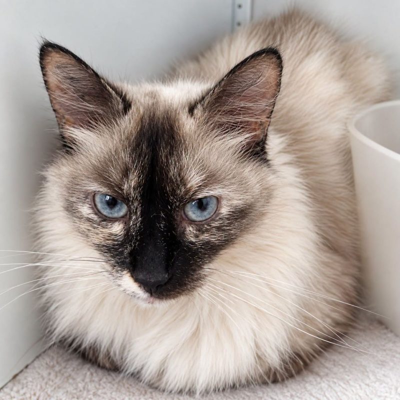 Athéna - Chat Siamois à adopter - photo 2
