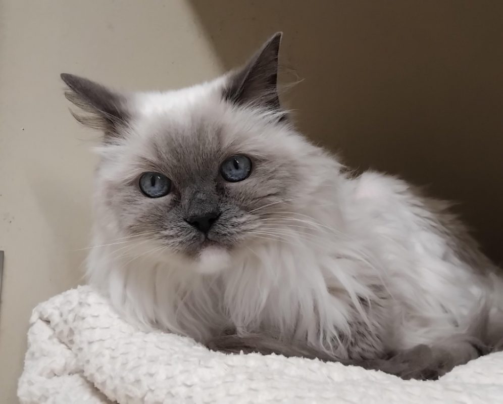 Justine - Chat Ragdoll à adopter