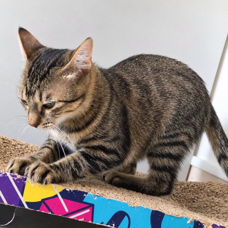 Mimi jolie - Chat Européen à adopter - photo 3