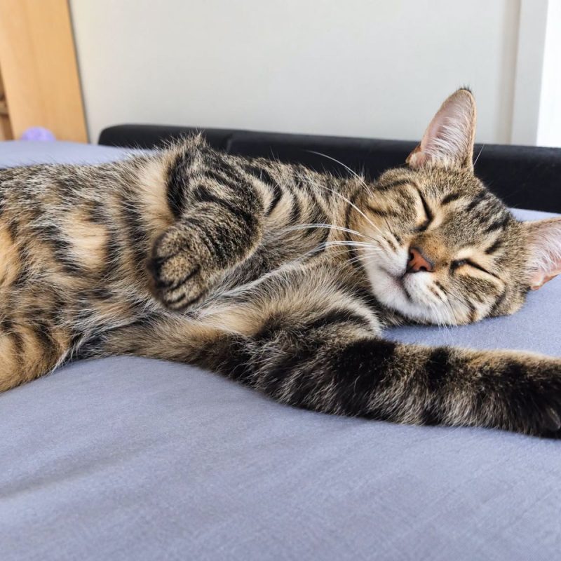 Mimi jolie - Chat Européen à adopter - photo 2