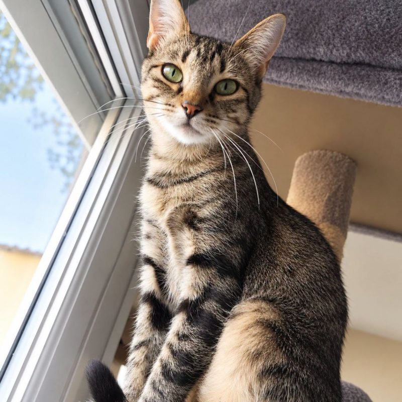 Mimi jolie - Chat Européen à adopter - photo 4