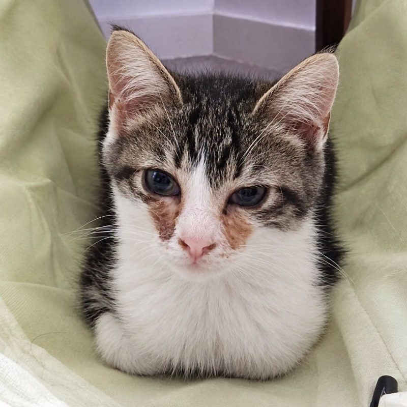 Litchi - Chat Européen à adopter - photo 2