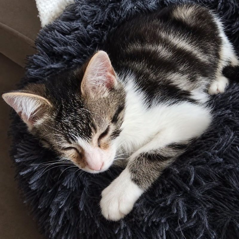 Litchi - Chat Européen à adopter - photo 3