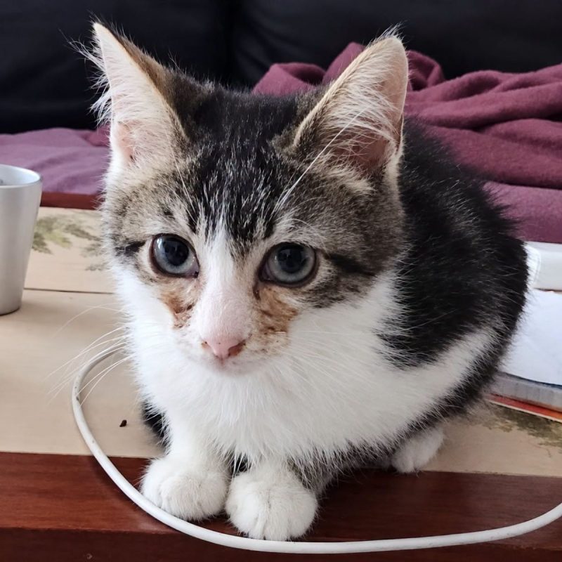 Litchi - Chat Européen à adopter