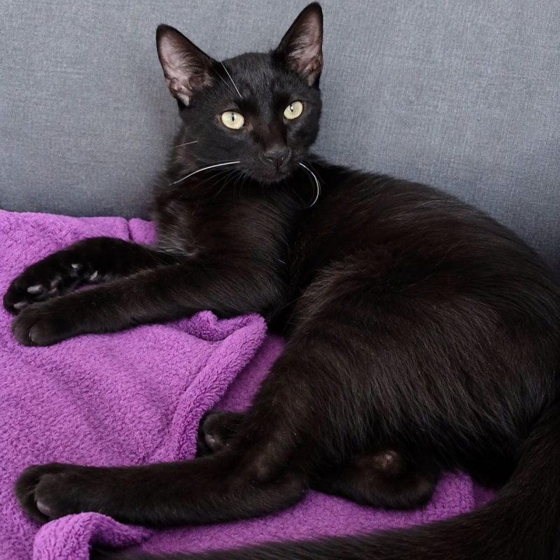 Berzing - Chat Européen à adopter - photo 3