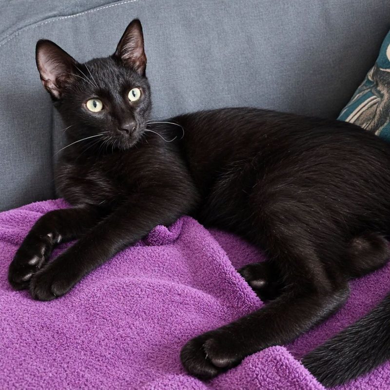 Berzing - Chat Européen à adopter - photo 2