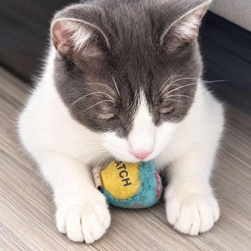 Ivoire - Chat Européen à adopter - photo 3
